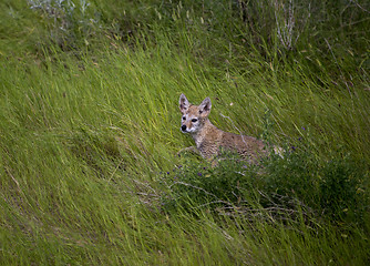 Image showing Baby Coyote Cub