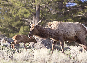 Image showing Yellowstone National Park