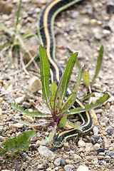 Image showing Close up Garter Snake