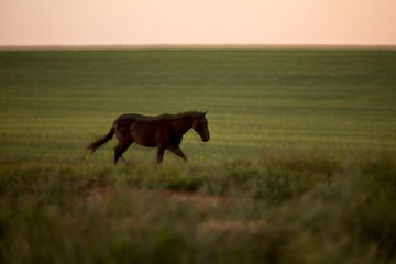 Image showing Horses Pasture Blurred