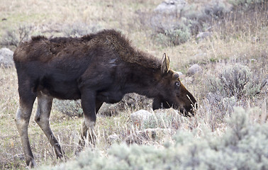 Image showing Yellowstone National Park