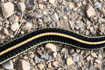 Image showing Close up Garter Snake