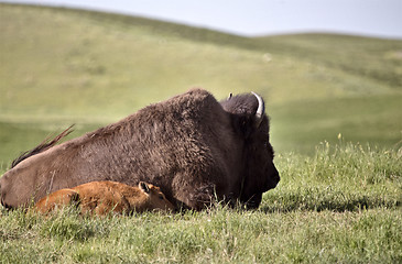 Image showing American Bison and baby