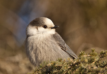 Image showing Baby Gray Jay