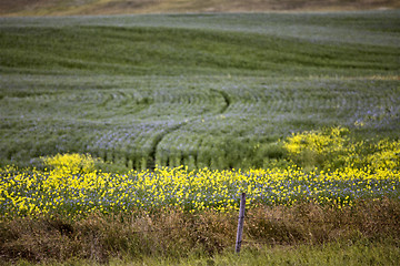 Image showing Flax and canola crop