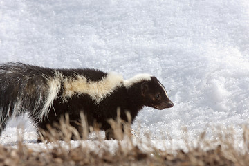 Image showing Striped skunk in winter