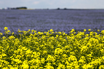 Image showing Flax and canola crop