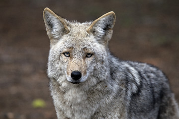 Image showing Wild Timber wolf