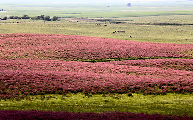 Image showing Pink flower alfalfa 