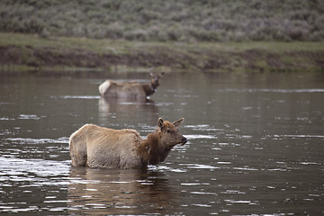 Image showing Yellowstone National Park