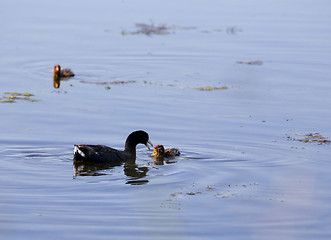 Image showing American Coot and babies