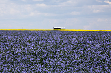 Image showing Flax and canola crop