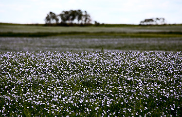 Image showing Flax Bloom