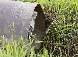 Image showing Racoon Peeking 