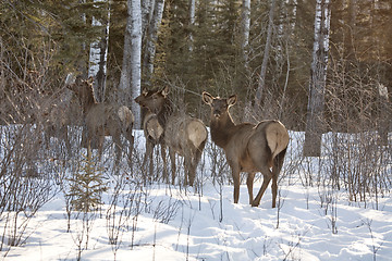 Image showing Elk in Winter
