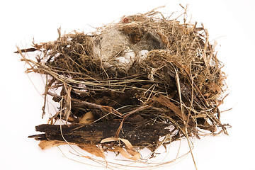 Image showing Detail of bird eggs in nest