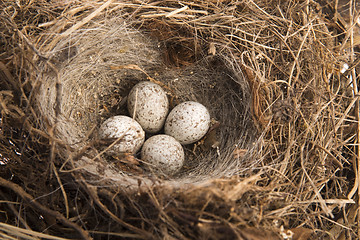 Image showing Detail of bird eggs in nest