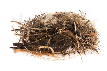 Image showing Detail of bird eggs in nest