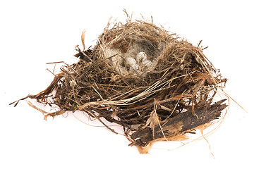 Image showing Detail of bird eggs in nest