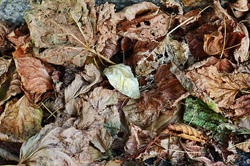 Image showing group of autumn leaves