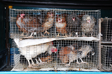 Image showing chickens and roosters in a cage