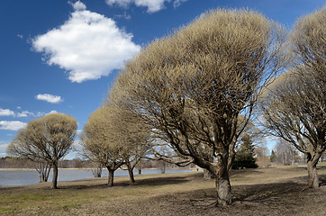 Image showing in the park in early spring