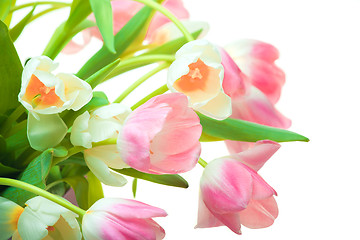 Image showing Beautiful white and pink tulips