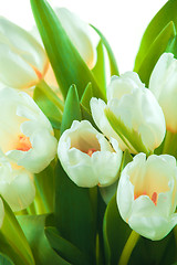 Image showing Beautiful tulips