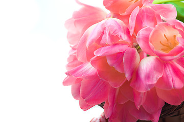 Image showing Beautiful pink tulips