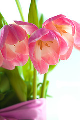 Image showing Beautiful pink tulips