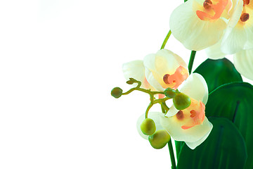 Image showing White orchid grows in pot