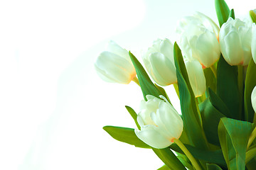 Image showing Beautiful tulips