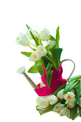 Image showing Beautiful spring cheerful tulips in watering can