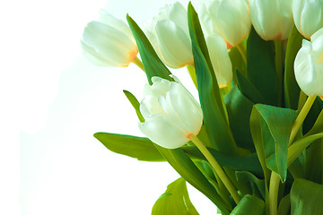 Image showing Beautiful tulips