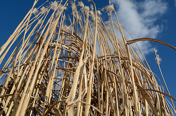 Image showing reed against the blue sky