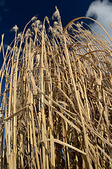 Image showing reed against the sky, vertical