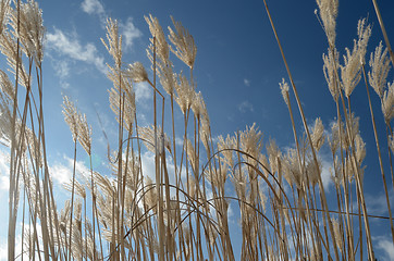 Image showing reed against the blue sky, horizontal