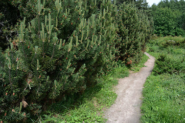 Image showing trail in a dense forest