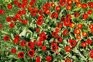 Image showing field with red tulips