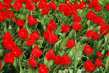 Image showing field with red tulips