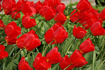 Image showing field with red tulips