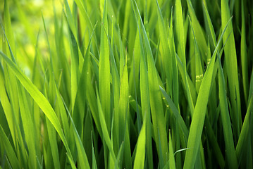 Image showing close-up of lush green grass