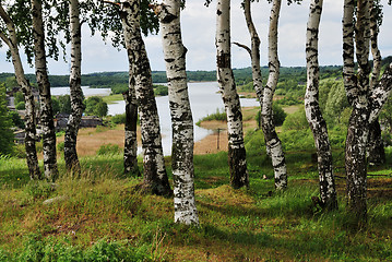 Image showing birch grove in the background of river