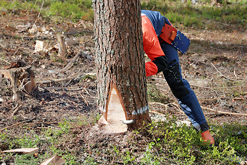 Image showing the woodcutter is cutting down a tree 