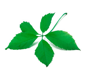 Image showing Green virginia creeper leaf