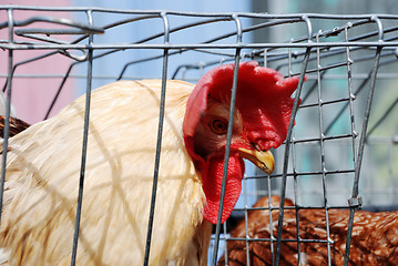 Image showing big brown cock with scarlet comb and wattle sitting in the cage