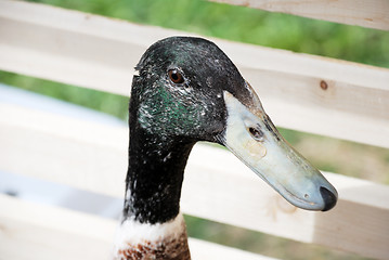 Image showing domestic goose head close up 
