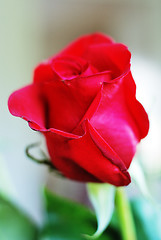 Image showing beautiful fresh scarlet rose bud 