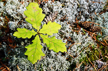 Image showing five young leaves of the oak