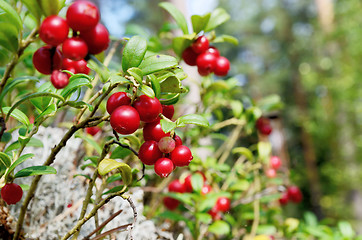 Image showing berry cranberries and moss in the forest